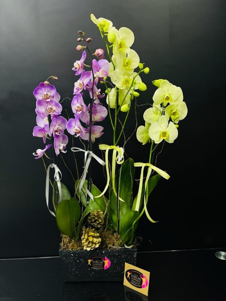 4 Dallı Grup Orkide Aranjmanı Rengarenk