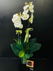 Çift Dallı İthal Phalaenopsis Orkide Sevgiliye